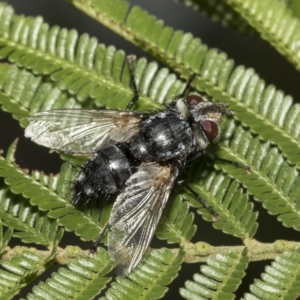 Tachinidae (family) at Higgins, ACT - 4 Feb 2023