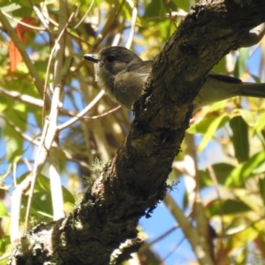 Pachycephala pectoralis at Araluen, NSW - 26 Nov 2022
