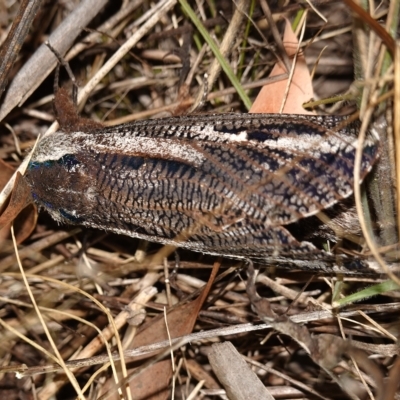 Endoxyla encalypti (Wattle Goat Moth) at Stromlo, ACT - 11 Feb 2023 by RobG1