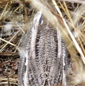 Endoxyla encalypti at Stromlo, ACT - 11 Feb 2023