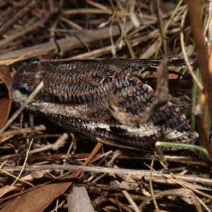 Endoxyla encalypti at Stromlo, ACT - 11 Feb 2023