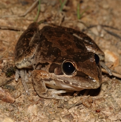 Litoria latopalmata (Broad-palmed Tree-frog) at Stromlo, ACT - 11 Feb 2023 by RobG1