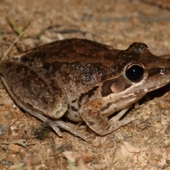 Litoria latopalmata at Stromlo, ACT - 11 Feb 2023