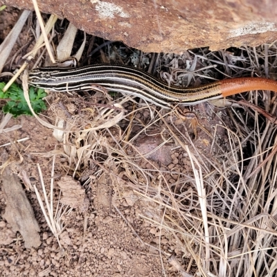 Ctenotus taeniolatus (Copper-tailed Skink) at Coree, ACT - 12 Feb 2023 by trevorpreston