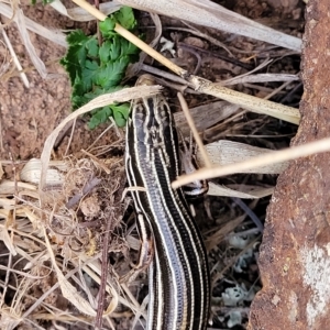 Ctenotus taeniolatus at Coree, ACT - 12 Feb 2023