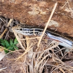 Ctenotus taeniolatus at Coree, ACT - 12 Feb 2023