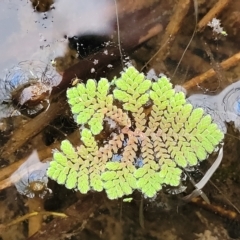 Azolla pinnata (Ferny Azolla) at Woodstock Nature Reserve - 12 Feb 2023 by trevorpreston