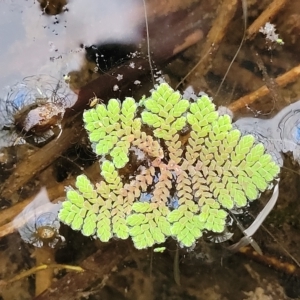 Azolla pinnata at Coree, ACT - 12 Feb 2023 07:29 PM