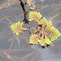 Azolla pinnata at Coree, ACT - 12 Feb 2023 07:29 PM