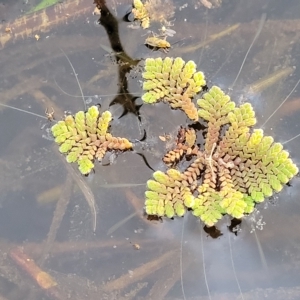 Azolla pinnata at Coree, ACT - 12 Feb 2023