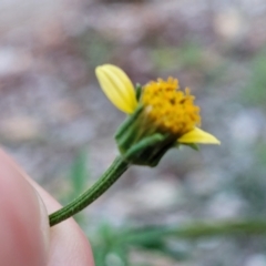 Bidens subalternans (Greater Beggars Ticks) at Holt, ACT - 12 Feb 2023 by trevorpreston