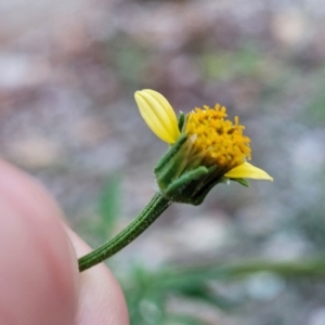 Bidens subalternans at Holt, ACT - 12 Feb 2023 07:59 PM