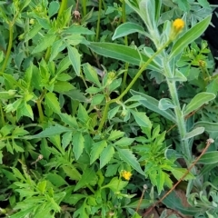 Bidens subalternans (Greater Beggars Ticks) at Holt, ACT - 12 Feb 2023 by trevorpreston