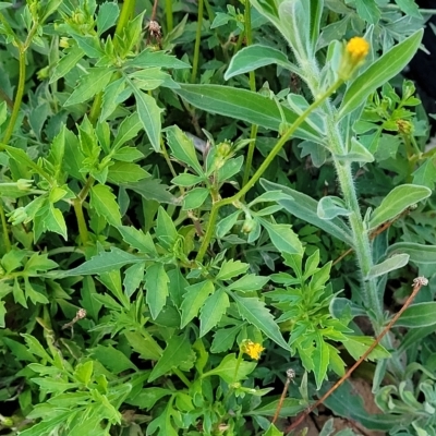 Bidens subalternans (Greater Beggars Ticks) at Holt, ACT - 12 Feb 2023 by trevorpreston