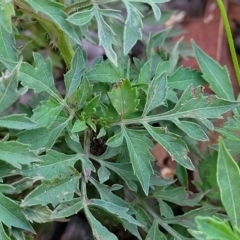 Bidens subalternans at Holt, ACT - 12 Feb 2023