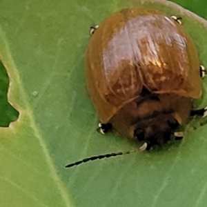 Paropsisterna cloelia at Holt, ACT - 12 Feb 2023