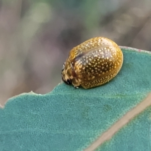 Paropsisterna cloelia at Holt, ACT - 12 Feb 2023 07:50 PM