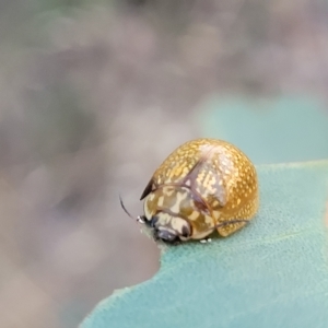 Paropsisterna cloelia at Holt, ACT - 12 Feb 2023 07:50 PM