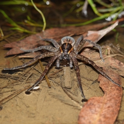Dolomedes sp. (genus) (Fishing spider) at Stromlo, ACT - 11 Feb 2023 by RobG1