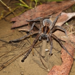 Dolomedes sp. (genus) at Stromlo, ACT - 11 Feb 2023 10:53 PM