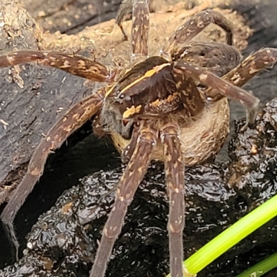 Dolomedes sp. (genus) (Fishing spider) at Coree, ACT - 12 Feb 2023 by trevorpreston