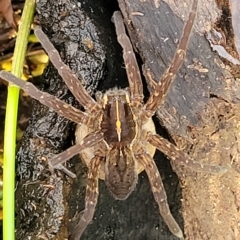 Dolomedes (genus) at Coree, ACT - 12 Feb 2023 07:27 PM