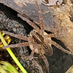 Dolomedes (genus) at Coree, ACT - 12 Feb 2023 07:27 PM