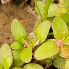 Elatine gratioloides (Waterwort) at Woodstock Nature Reserve - 12 Feb 2023 by trevorpreston