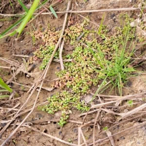 Elatine gratioloides at Coree, ACT - 12 Feb 2023