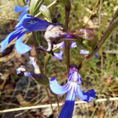 Lobelia sp. (A Lobelia) at Tennent, ACT - 11 Feb 2023 by Venture