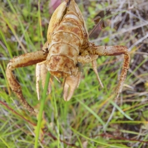 Engaeus cymus at Paddys River, ACT - 4 Feb 2023