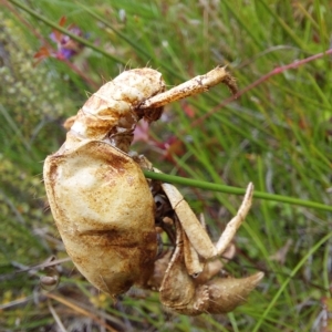 Engaeus cymus at Paddys River, ACT - 4 Feb 2023