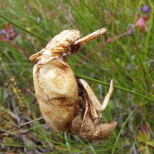 Engaeus cymus at Paddys River, ACT - 4 Feb 2023