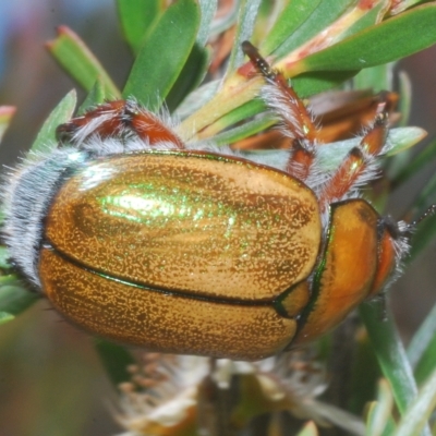 Anoplognathus hirsutus (Hirsute Christmas beetle) at Nimmo, NSW - 8 Feb 2023 by Harrisi