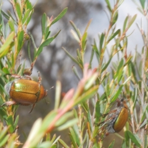 Anoplognathus hirsutus at Nimmo, NSW - 8 Feb 2023