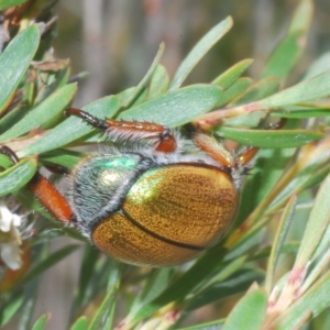 Anoplognathus hirsutus at Nimmo, NSW - 8 Feb 2023