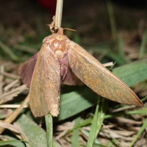 Abantiades (genus) at Stromlo, ACT - 11 Feb 2023 11:03 PM