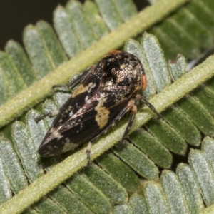 Eurypella tasmaniensis at Higgins, ACT - 4 Feb 2023 07:32 AM