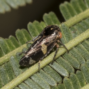 Eurypella tasmaniensis at Higgins, ACT - 4 Feb 2023