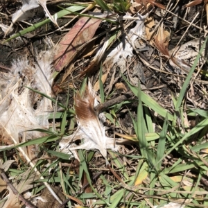Gallus gallus at Aranda, ACT - 13 Feb 2023 06:05 PM