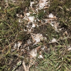 Gallus gallus at Aranda, ACT - 13 Feb 2023 06:05 PM