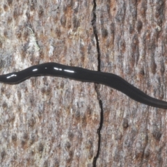 Parakontikia ventrolineata at Tinderry, NSW - 9 Feb 2023