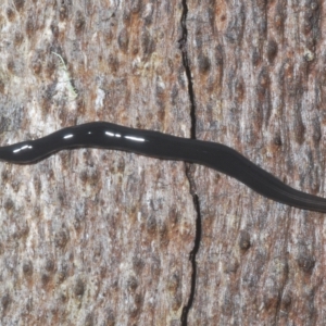 Parakontikia ventrolineata at Tinderry, NSW - 9 Feb 2023