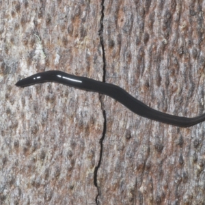 Parakontikia ventrolineata at Tinderry, NSW - 9 Feb 2023