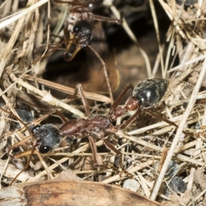 Myrmecia nigriceps at Higgins, ACT - 4 Feb 2023 08:02 AM