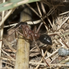 Myrmecia nigriceps at Higgins, ACT - 4 Feb 2023 08:02 AM