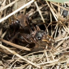 Myrmecia nigriceps at Higgins, ACT - 4 Feb 2023