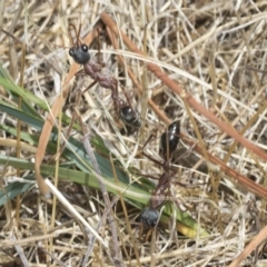 Myrmecia nigriceps at Higgins, ACT - 4 Feb 2023