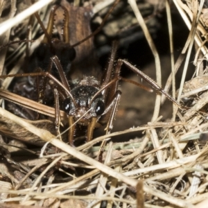 Myrmecia nigriceps at Higgins, ACT - 4 Feb 2023 08:02 AM