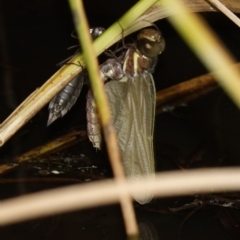 Anisoptera (suborder) at Stromlo, ACT - 11 Feb 2023